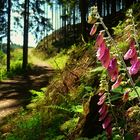 The Living Forest (14) : Foxglove.