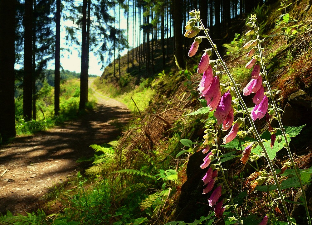 The Living Forest (14) : Foxglove.