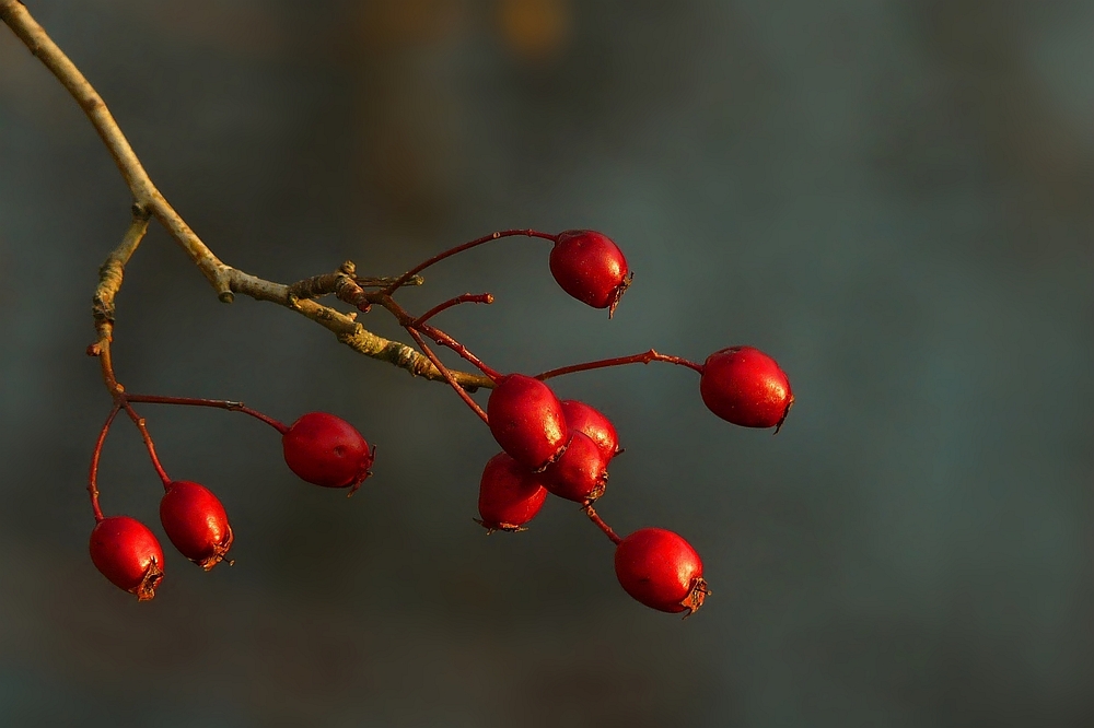 The Living Forest (140) : Whitebeam