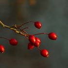 The Living Forest (140) : Whitebeam