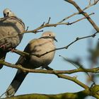 The Living Forest (141) : Collared Dove