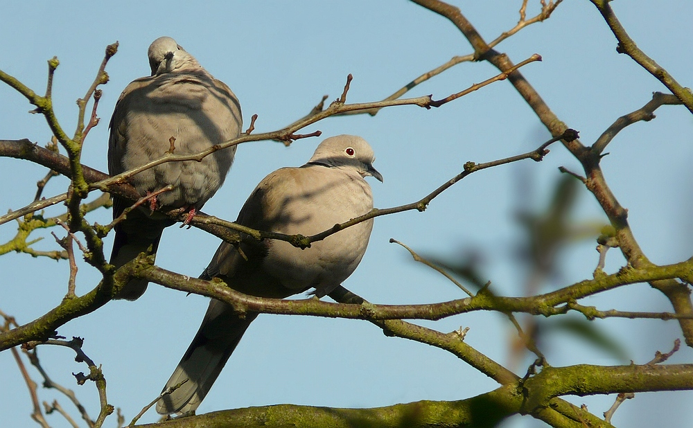 The Living Forest (141) : Collared Dove
