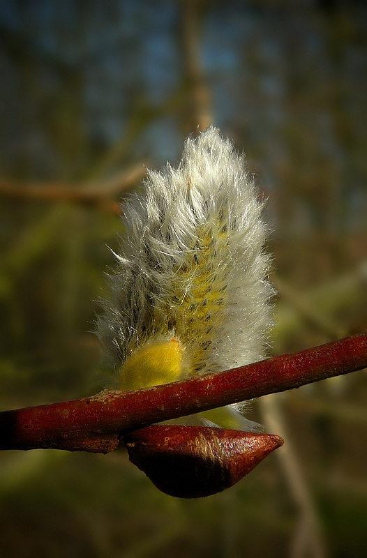 The Living Forest (142) : Catkin
