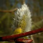 The Living Forest (142) : Catkin