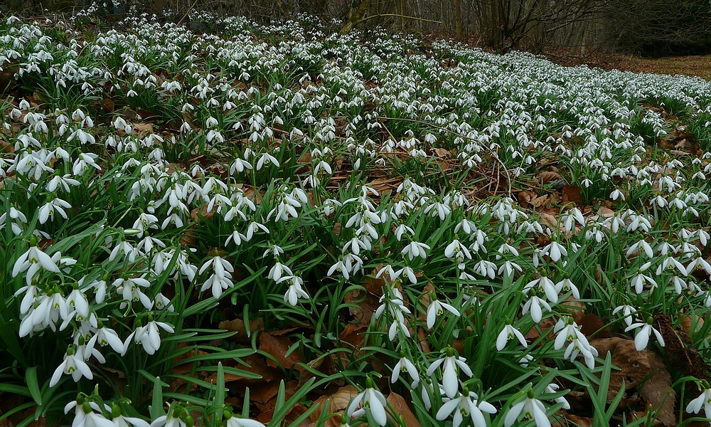 The Living Forest (142) : Snowdrops / 1 week later