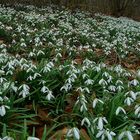 The Living Forest (142) : Snowdrops / 1 week later