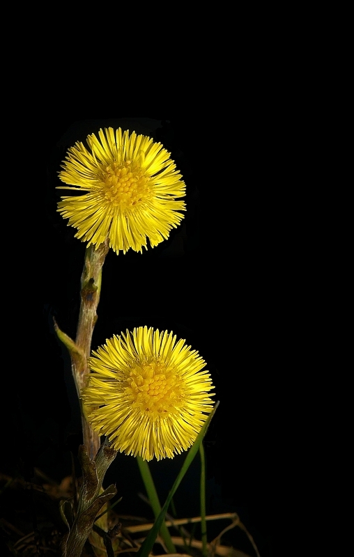 The Living Forest (146) : Coltsfoot