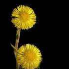 The Living Forest (146) : Coltsfoot