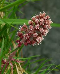 The Living Forest (147) : Common Butterbur