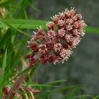 The Living Forest (147) : Common Butterbur