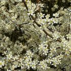 The Living Forest (148) : Blackthorn