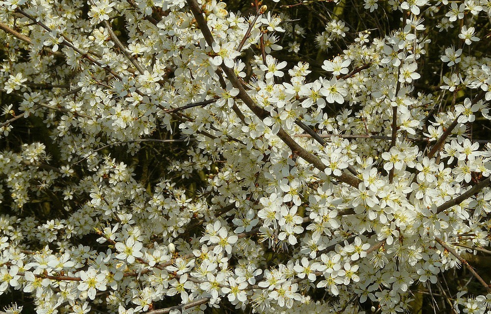 The Living Forest (148) : Blackthorn