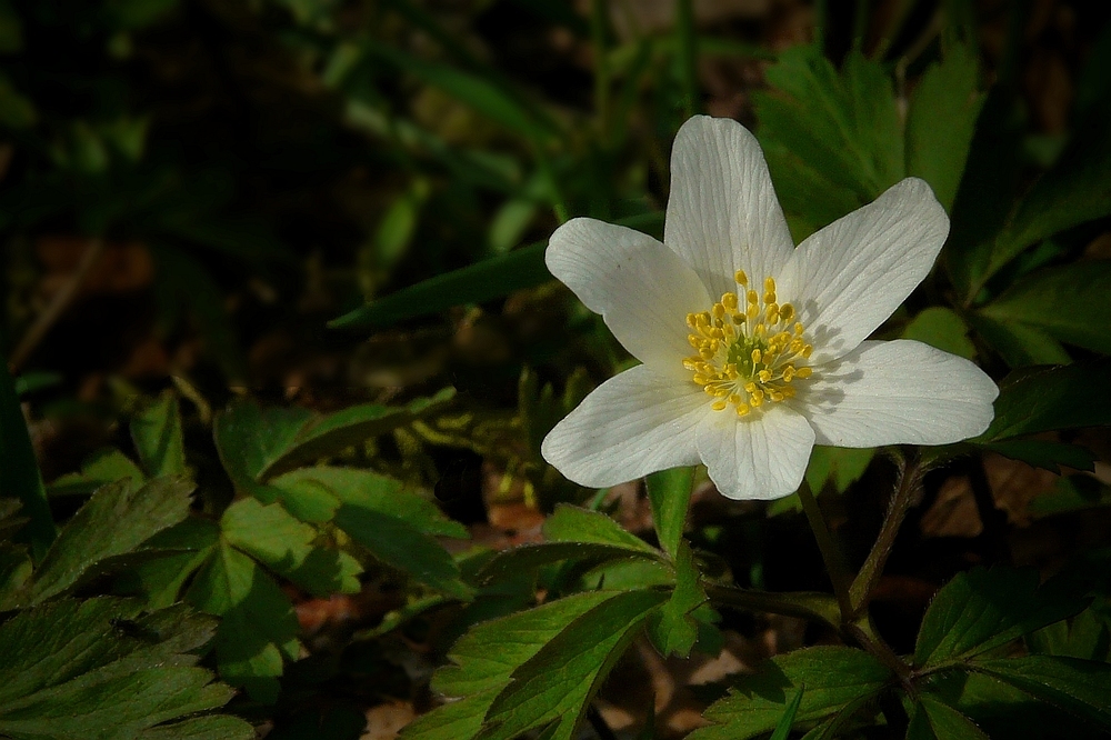 The Living Forest (149) : Wood Anemone