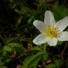 The Living Forest (149) : Wood Anemone