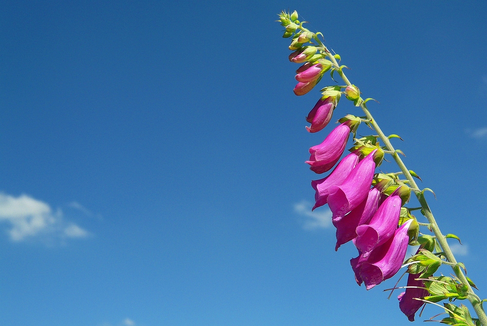 The Living Forest (15) : Foxglove
