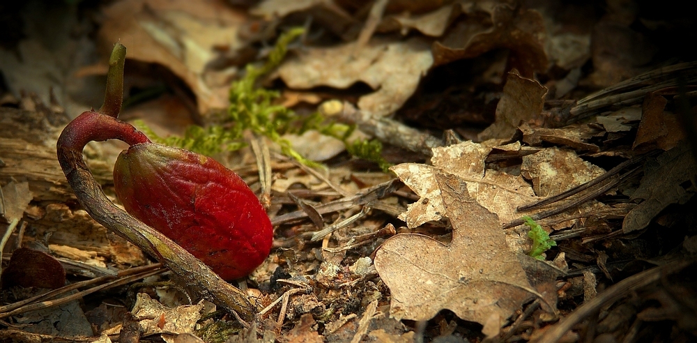 The Living Forest (150) : Birth of an oak