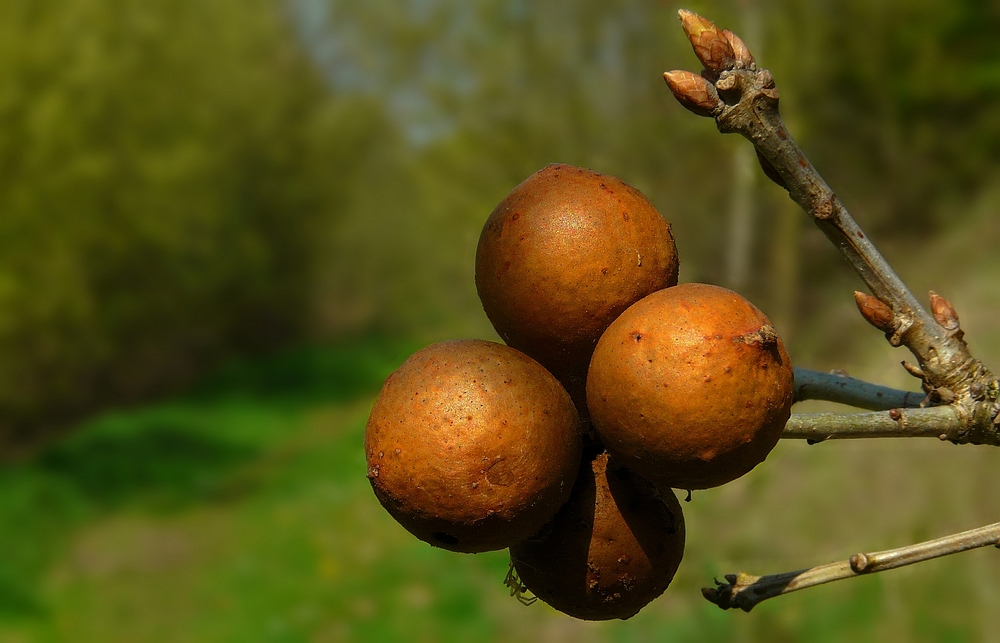 The Living Forest (151) : Oak Marble Galls