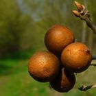 The Living Forest (151) : Oak Marble Galls