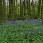 The Living Forest (152) : A sea of Bluebells