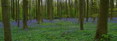 The Living Forest (152) : A sea of Bluebells