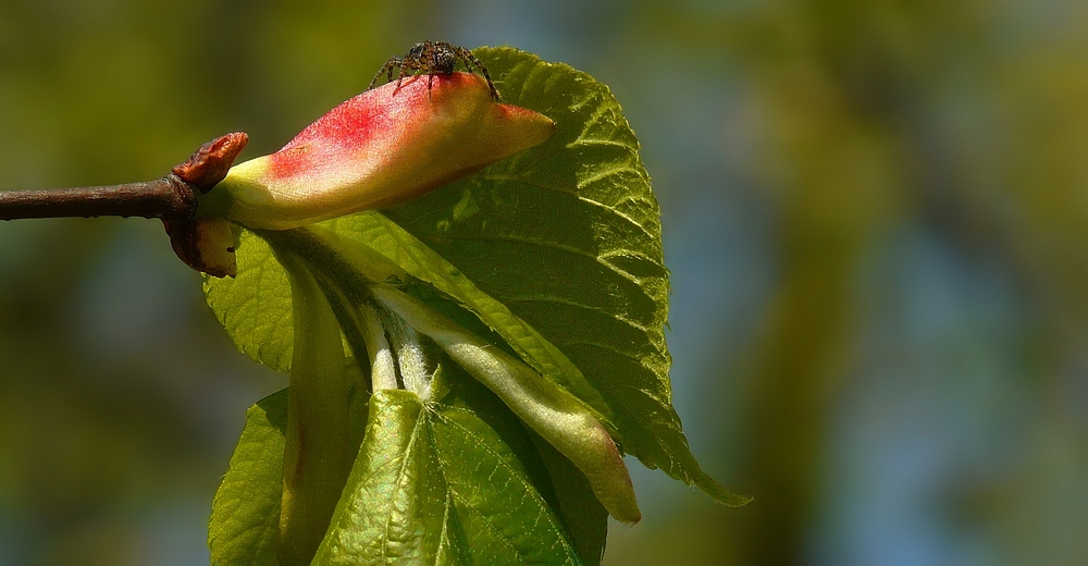 The Living Forest (153) : Birth of a leaf