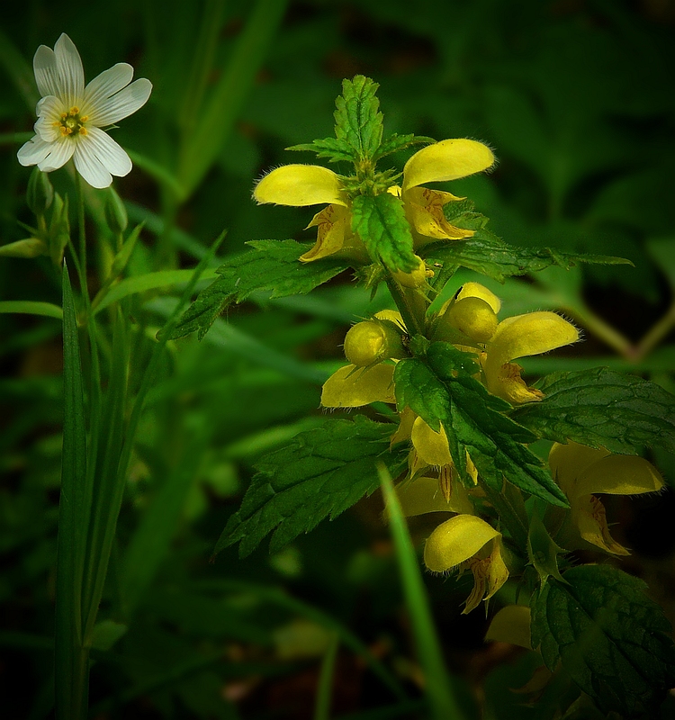 The Living Forest (154) : Greater Stitchwort & Yellow Archangel