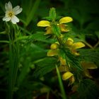 The Living Forest (154) : Greater Stitchwort & Yellow Archangel