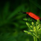 The Living Forest (155) : Cardinal Beetle