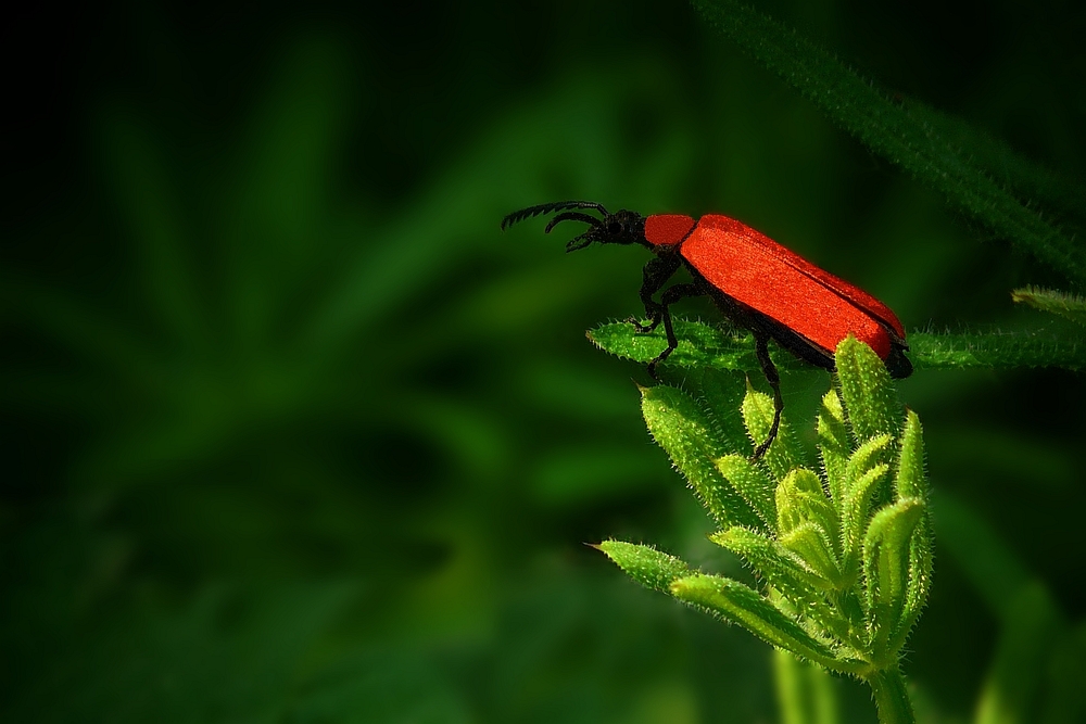 The Living Forest (155) : Cardinal Beetle