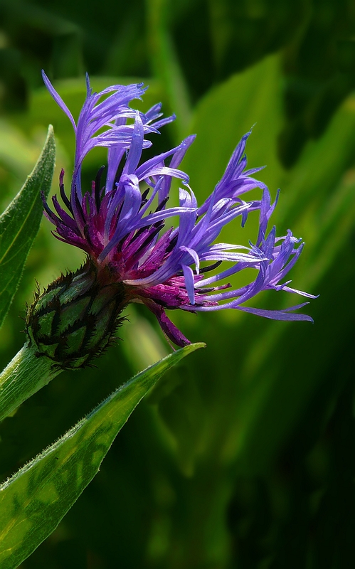 The Living Forest (156) : Mountain Cornflower