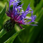 The Living Forest (156) : Mountain Cornflower