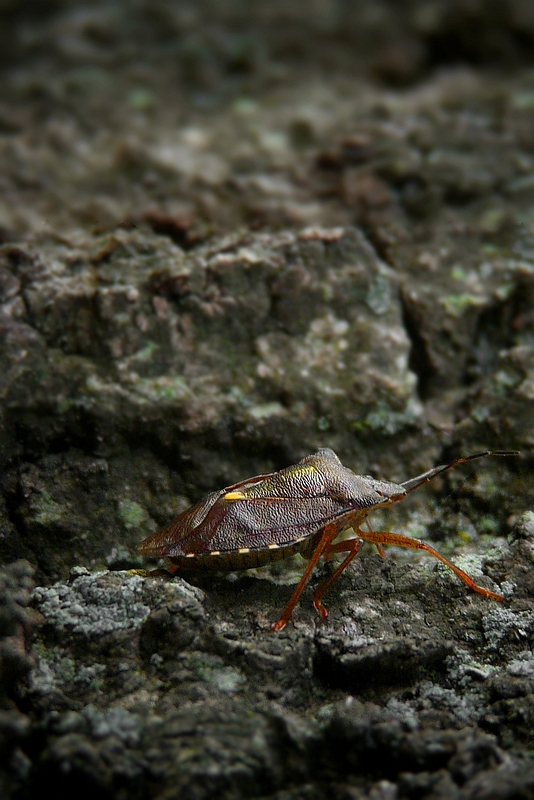 The Living Forest (157) : Forest Bug
