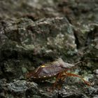 The Living Forest (157) : Forest Bug