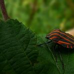 The Living Forest (158) : Striped Shield Bug