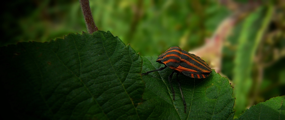 The Living Forest (158) : Striped Shield Bug