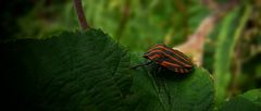 The Living Forest (158) : Striped Shield Bug