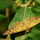 The Living Forest (159) : Speckled Wood