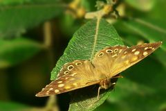 The Living Forest (159) : Speckled Wood