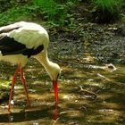 The Living Forest (16) : White Stork