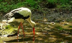 The Living Forest (16) : White Stork