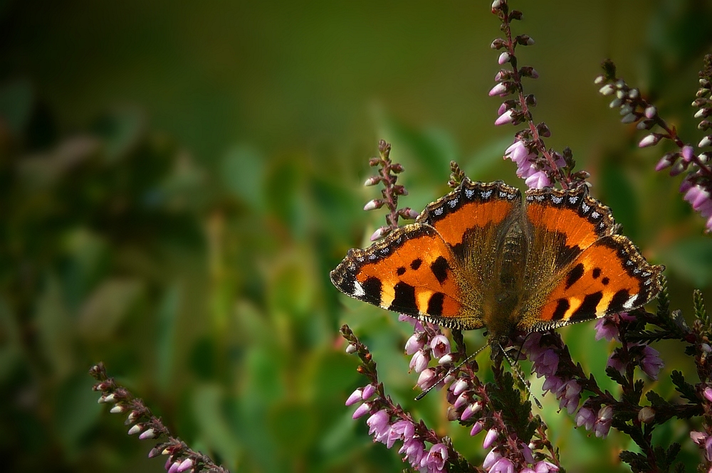 The Living Forest (160) : Small Tortoiseshell