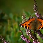 The Living Forest (160) : Small Tortoiseshell