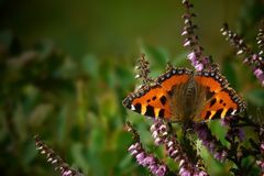 The Living Forest (160) : Small Tortoiseshell