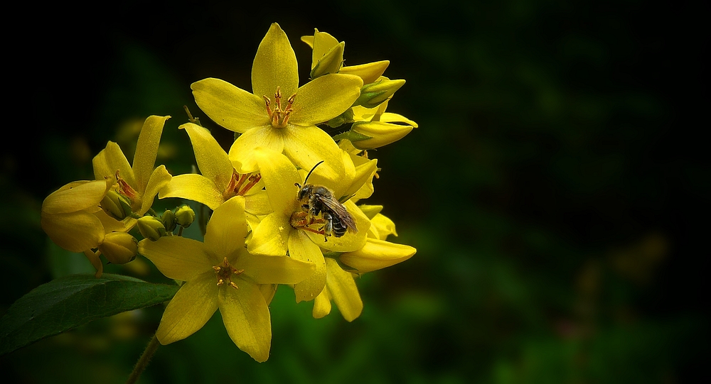 The Living Forest (160) : Yellow Loosestrife