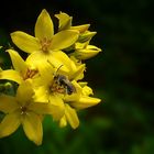 The Living Forest (160) : Yellow Loosestrife