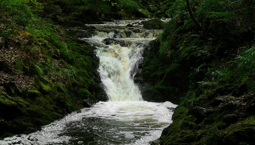 The Living Forest (161) : Waterfall