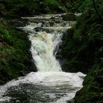 The Living Forest (161) : Waterfall