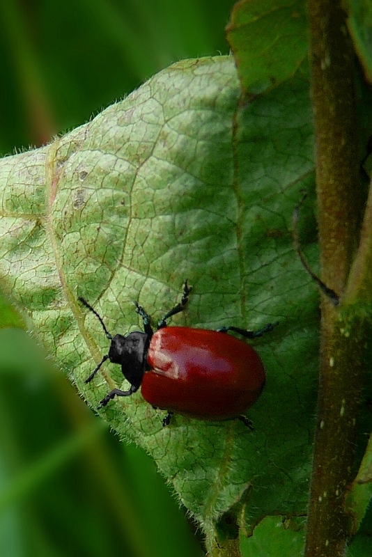 The Living Forest (162) : Poplar Leaf Beetle