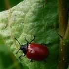 The Living Forest (162) : Poplar Leaf Beetle