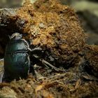 The Living Forest (164) : Dung Beetle